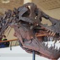 T-rex kranie