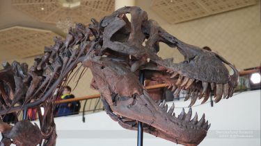T-rex kranie