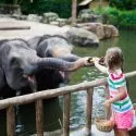 elefant fodres af barn i en zoo