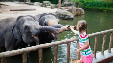 elefant fodres af barn i en zoo