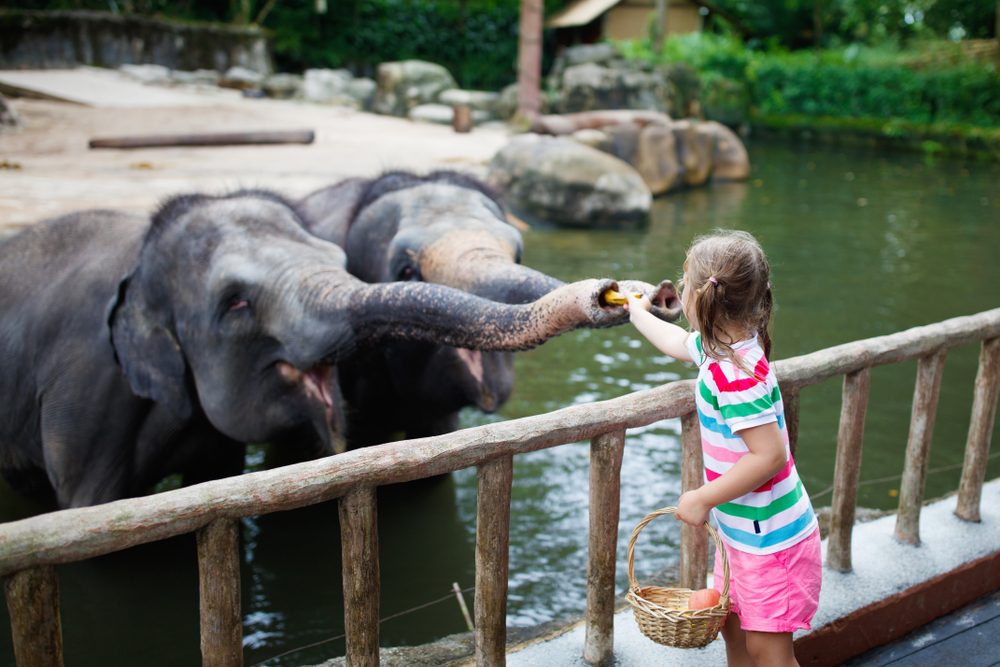 elefant fodres af barn i en zoo