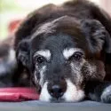 Sort, ældre hund, der ligger ved et rødt tæppe. Den ser noget træt ud og hviler også hovedet på gulvet.