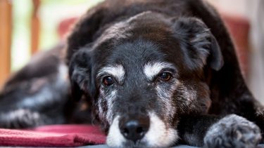 Sort, ældre hund, der ligger ved et rødt tæppe. Den ser noget træt ud og hviler også hovedet på gulvet.