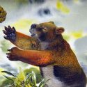 Megafauna Nimbadon