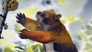 Megafauna Nimbadon
