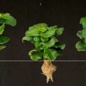 Tre eksemplarer af potteplanten koraltop - uden og med bakteriens effekt