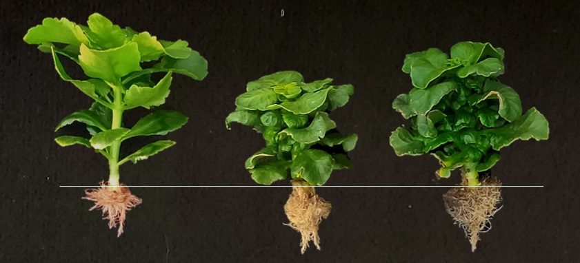Tre eksemplarer af potteplanten koraltop - uden og med bakteriens effekt