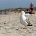 Måge på stranden med mennesker i baggrunden