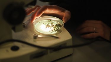 Masseeksperimentet har i år haft fokus på mikroliv. (Foto: Jakob Vind)