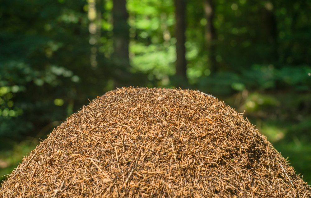 Brun myretue i en grøn skov
