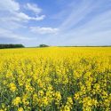 Blomstrende rapsmak Jylland