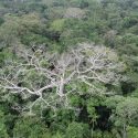 Amazonas-regnskoven, trækroner, der ligner blodårer i en hjerteform