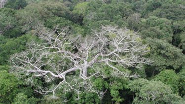 Amazonas-regnskoven, trækroner, der ligner blodårer i en hjerteform