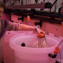 Kvinde står i laboratorie ved et kar