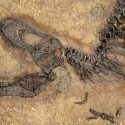 Tyrannosaurus Rex Fossil