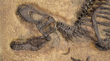 Tyrannosaurus Rex Fossil