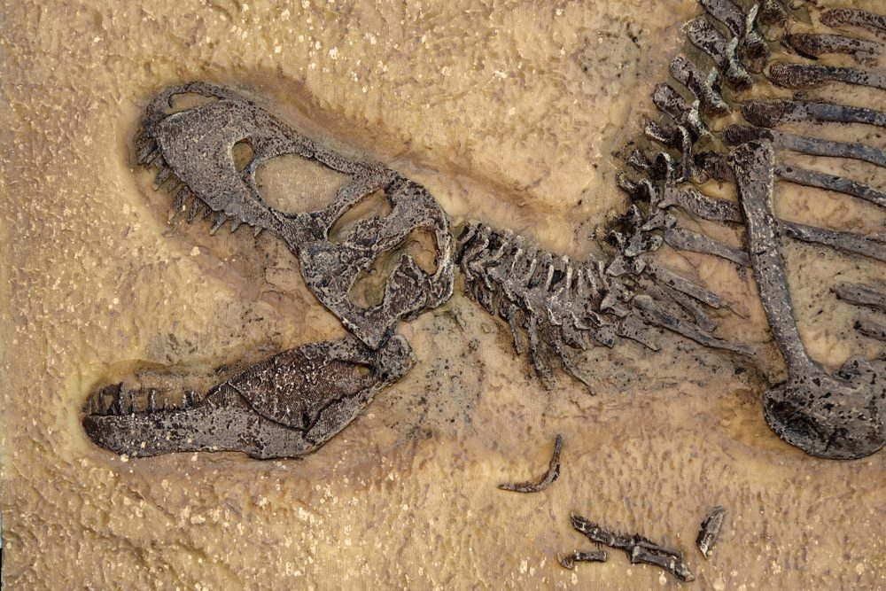 Tyrannosaurus Rex Fossil