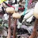 Svampe med elektroder i japansk skov