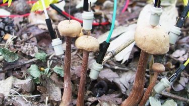 Svampe med elektroder i japansk skov