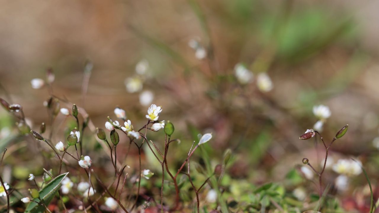 Små planter med hvide blomster og grønne planter.
