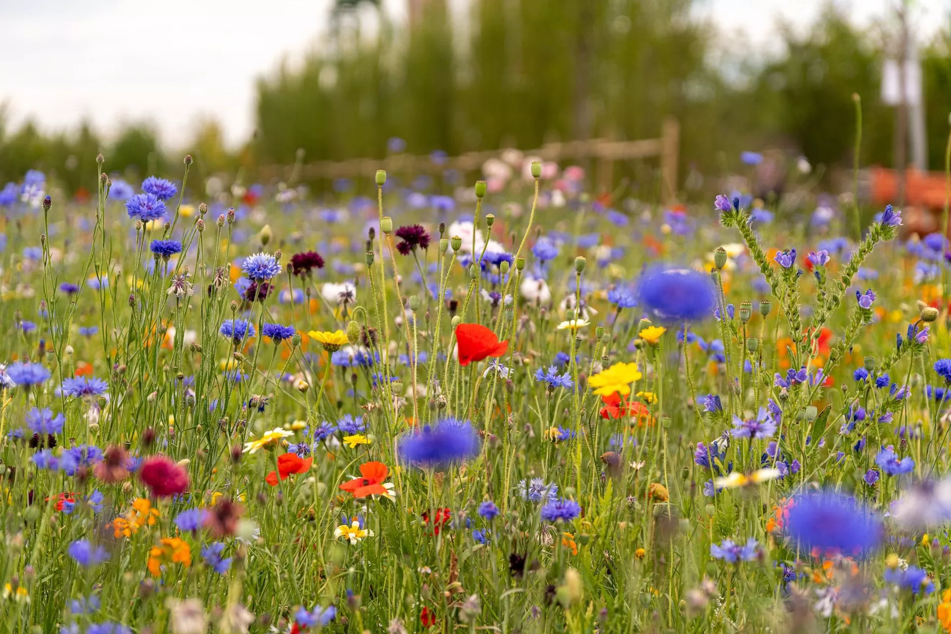 Blomstereng