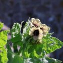 Bulmeurten med sin gule blomst med en violet midte.