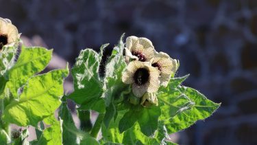 Bulmeurten med sin gule blomst med en violet midte.