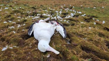 En død albatros ligger med lukkede øjne på græs, mens der overalt omkring den ligger fjer og dun