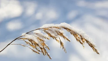 Hvede der er dækket af sne med mere sne i baggrunden