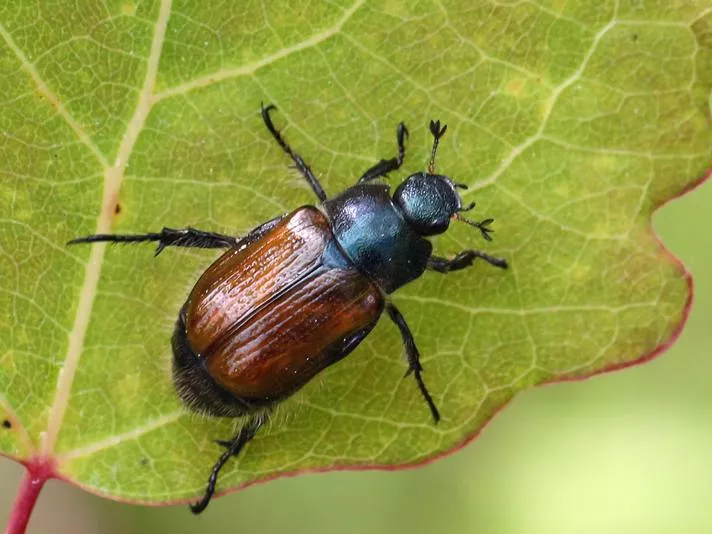 Gåsebille på blad