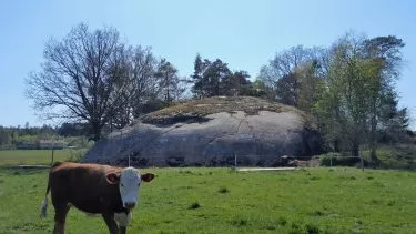 sten hvor arkæologer har fundet helleristninger med ko i forgrunden