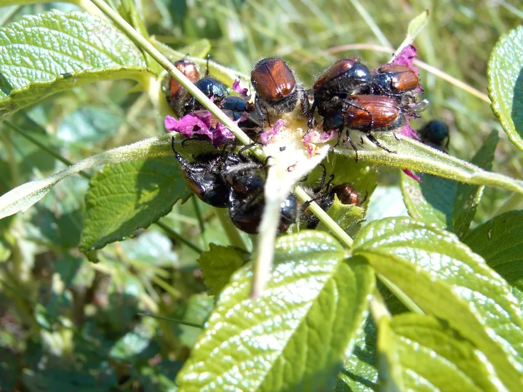 Gåsebiller på blad