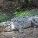 Krokodille af arten Crocodylus acutus