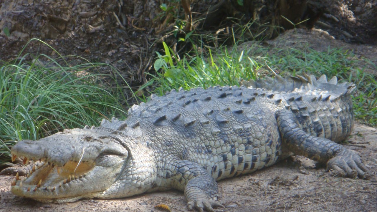 Krokodille af arten Crocodylus acutus