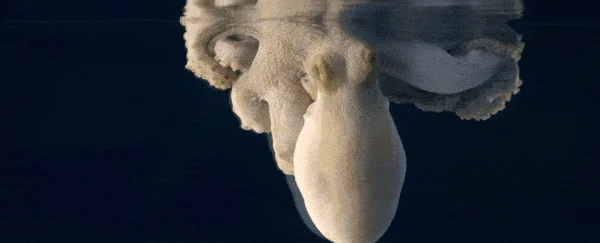 GIF af blæksprutte, der er "på hovedet", og hurtigt skifter farve, mens den sover.