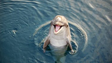 delfin, øresvin