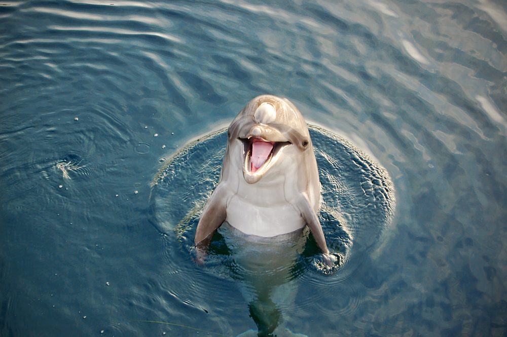 delfin, øresvin