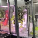 Planter renser luften i laboratorieforsøg