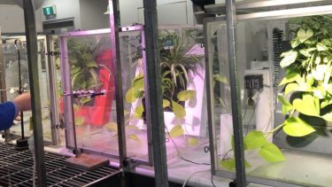 Planter renser luften i laboratorieforsøg