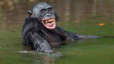 Chimpanse ligger i vandet og smiler