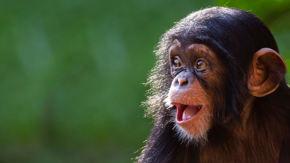 Portræt af en smilende chimpanseunge, der kigger mod højre