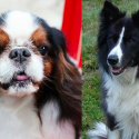 King Charles Spaniel og border collie