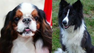 King Charles Spaniel og border collie