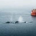 Hvaler foran et skib på havet