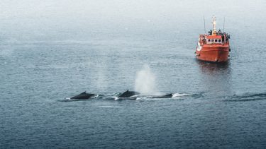Hvaler foran et skib på havet