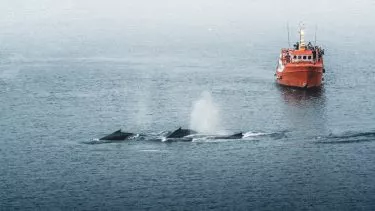Hvaler foran et skib på havet