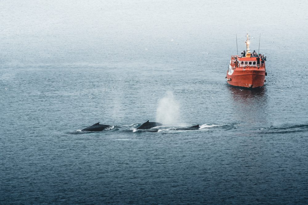 Hvaler foran et skib på havet