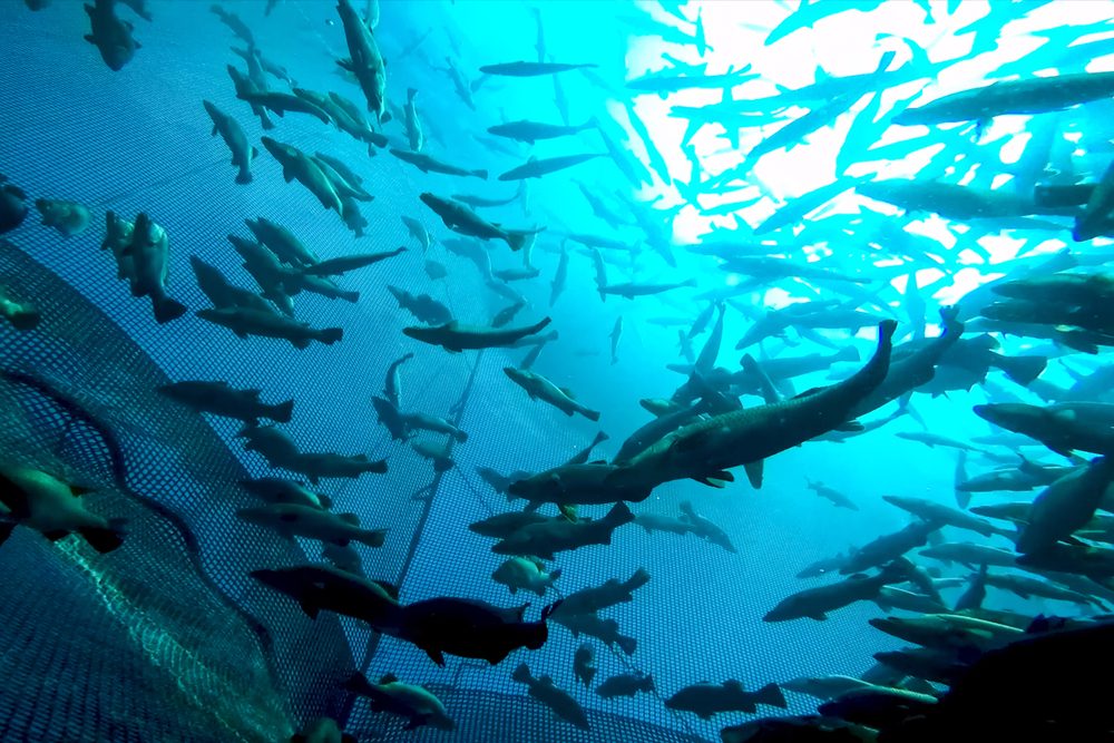 Man ser en flok laks nedefra der svømmer rundt i flot blåt vand i en fiskefarm
