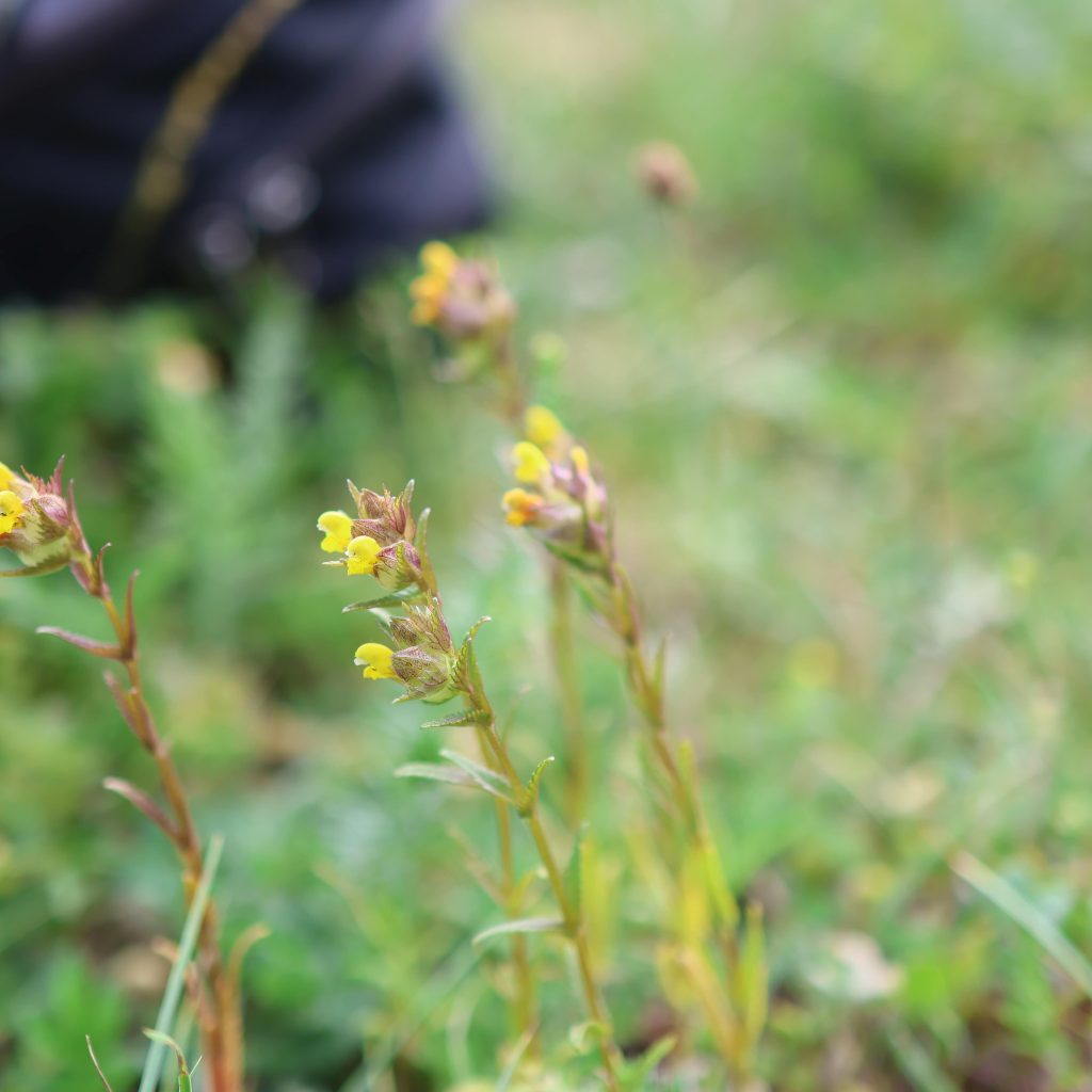 Planten Liden Skjaller