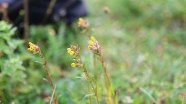 Planten Liden Skjaller